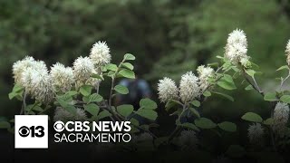 Allergy season is here. Here's how Sacramento is doing compared to other areas