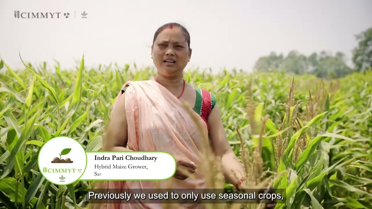 Building a sustainable hybrid seed market system in Nepal