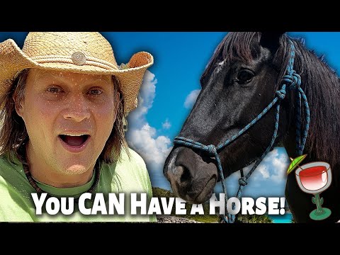 YouTube video about: How much is a horse in mexico?