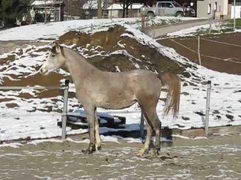Lambada (El Azem/Gazal Al Shaqab x TM Lawenda/Desant)