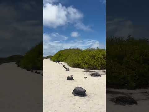 La Loberia en San Cristobal Galapagos