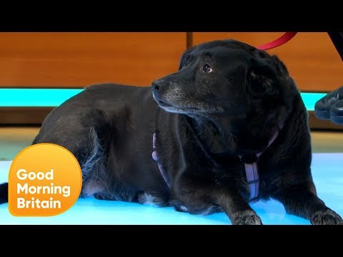 Is Animal Testing on Dogs Acceptable? | Good Morning Britain