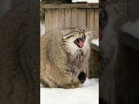 Pallas's cat warms its paws