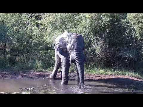 Kwa: Lone Elephant bull gets a nice drink of water - 15:37 - 05/05/19