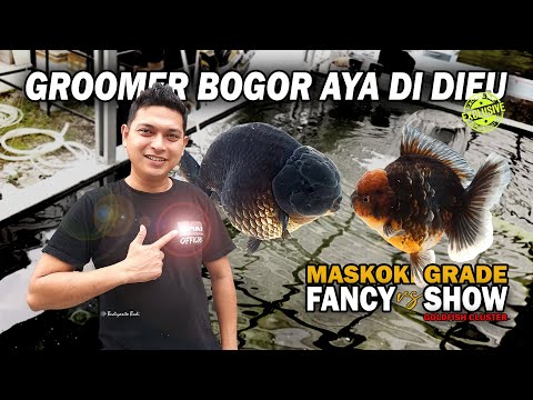 BETI ALIAS BEDA-BEDA TIPIS, INI PERBEDAAN MASKOKI GRADE FANCY VS SHOW | GOLDFISH CLUSTER