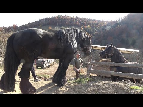 Caii lui Bexa Daniel de la Ciuruleasa, Alba - 2024 Nou!!!