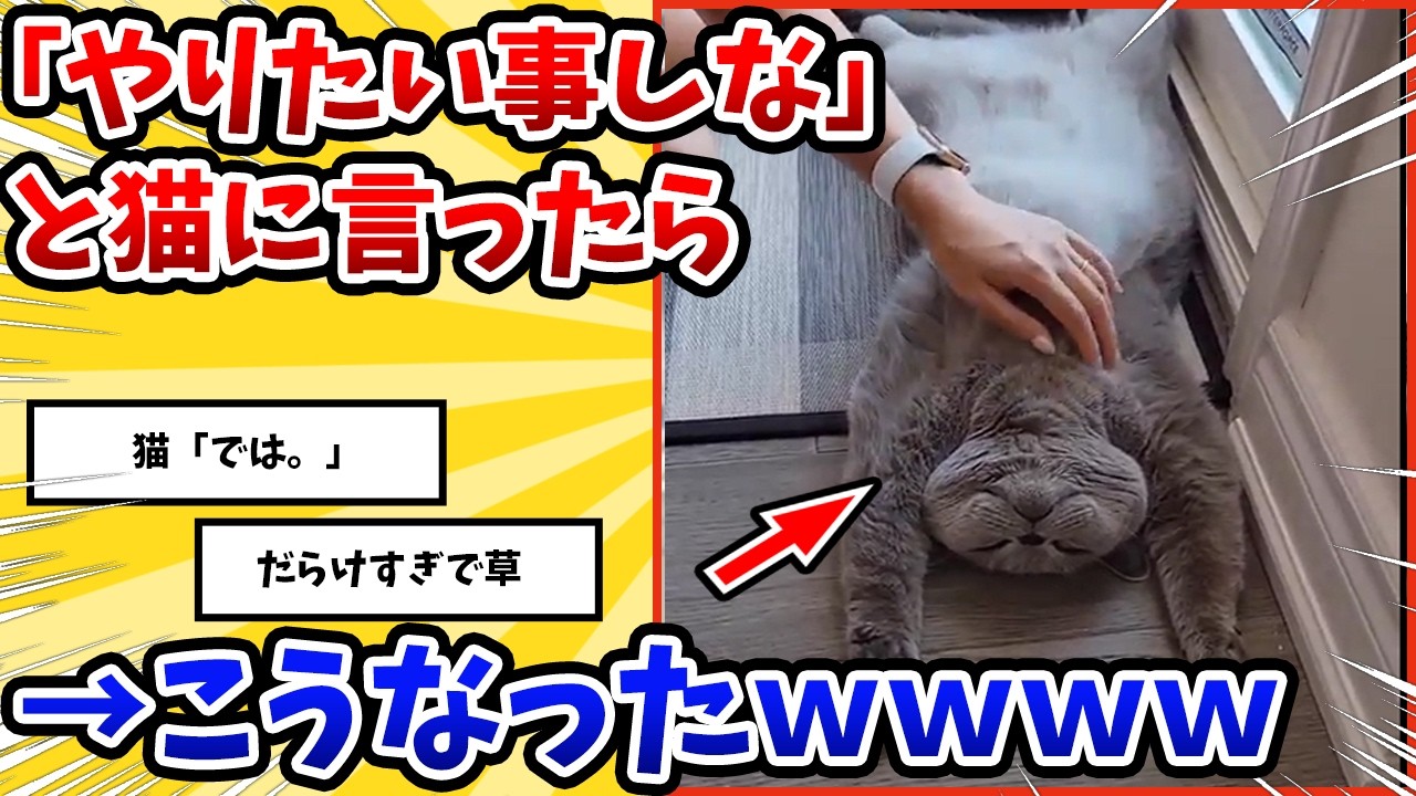 【2ch動物スレ】猫に「やりたいことしていいよ」と言ったら→こうなったｗｗｗｗ