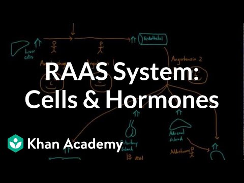 General overview of the RAAS system: Cells and hormones | NCLEX-RN | Khan Academy