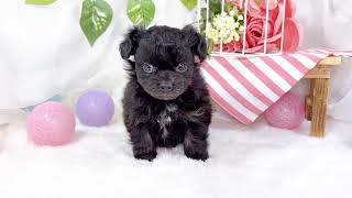 ハーフ犬の動画01