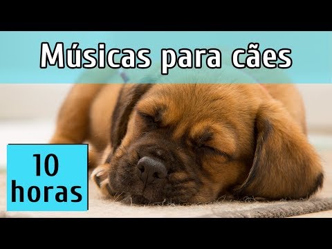 [Sem anúncios] MÚSICAS PARA ACALMAR CÃES AGITADOS (Comprovado cientificamente)