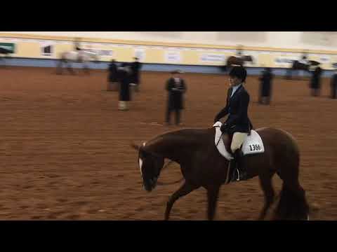 One Al Of An Amen - 2019 AQHA World Show