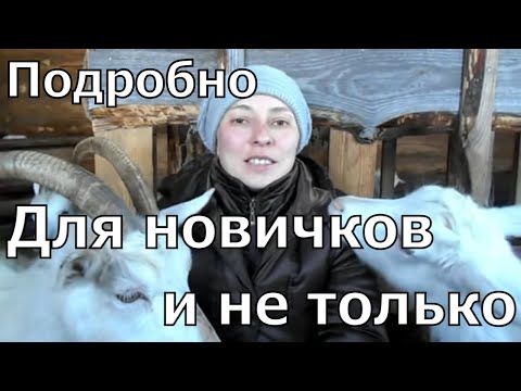 Всё про окот козы. От покрытия козы до содержания козлят