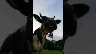 Bessie Cow Says MuuoOOuuUO 🐮😂: The Funniest Moo You've Ever Heard!