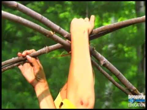 Native American People of the Forest