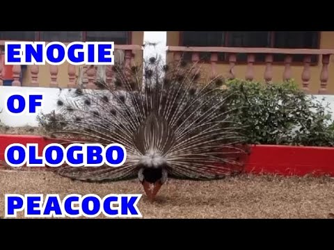 A visit to the ENOGIE OF OLOGBO palace 🦚#2023 #peacock #palace #life