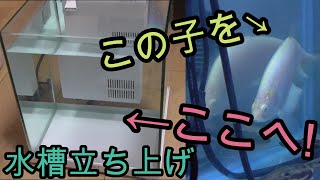 水槽を増やします!　立ち上げます!!!【熱帯魚,アクアリウム,ナイフフィッシュ,古代魚】