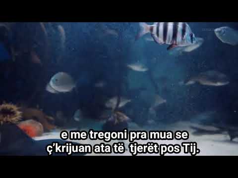 All-llahu është Krijuesi më i Mirë!