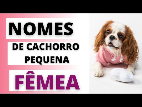 NOMES DE CACHORRO FÊMEA  PEQUENA-  SENHORITA PRENDADA