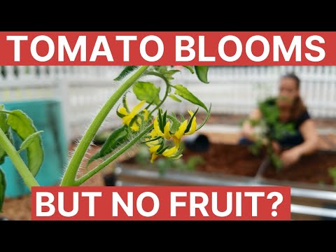 Kodėl pomidorai žydi, bet ne vaisiai?