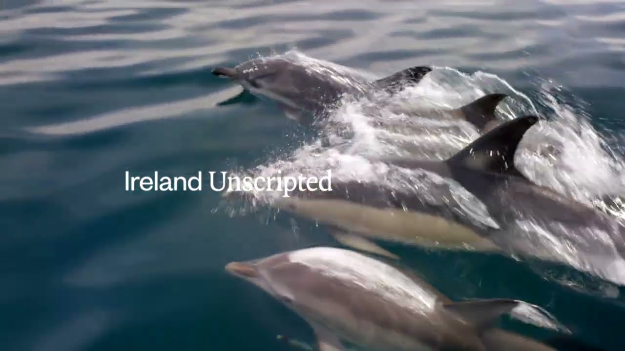 Dolphins - Wonders of the Ocean trailer