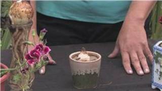 Flower Bulbs : How to Plant Bulbs in Water