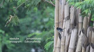 Download lagu Burung robin Oriental Magpie, berkeliaran dari pohon ke pohon sambil berkicau, mencari pasangannya. mp3