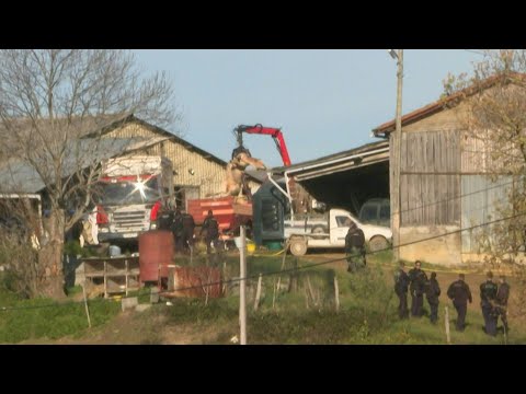 Video | Cattle slaughtered at French farm hit by lumpy skin disease | AFP