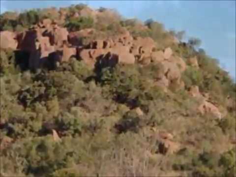 The mountain lion king part 4