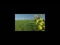 Creepy Slower Down Teletubbies Theme Song Scan