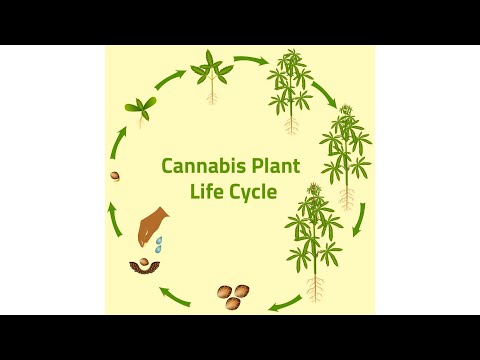 The Cannabis Plant Life Cycle Seed to Harvest