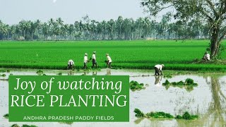 Rice Planting, Andhra Pradesh 