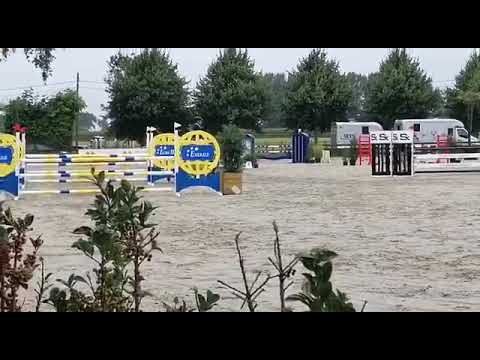 Cyclus 5yr old Pialotta vh Molenhof (Hunters’ Scendro x Arko)