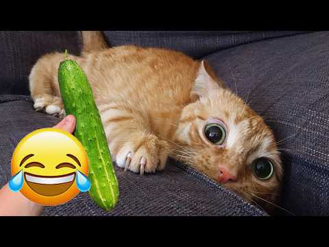 Top Viral Cat Fails and Funny Moments of 2026 😹