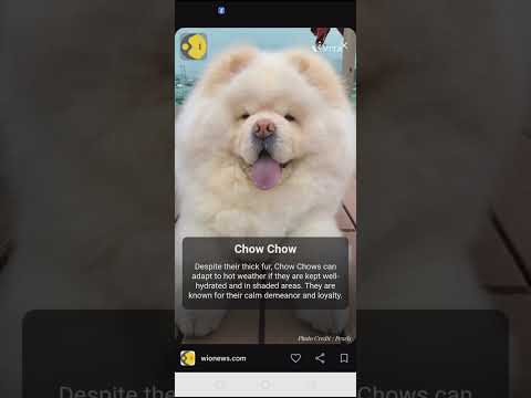 6 dog breeds that stay cool in scorching Indian summer!!! #doglover #pets #cutedog #petlover #cute