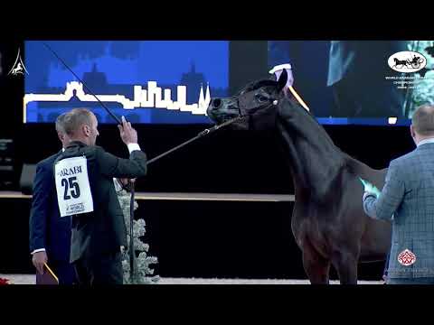 N 25 LAURA KL   World Arabian Horse Championship 2021   PARIS   Junior Fillies Class 2A