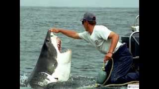 Man Befriends a Shark