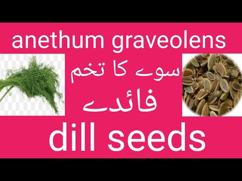 Anethum graveolens ka istimal kaya hain// dill seeds ka istimal/. Soay ka tokham ka faiday 