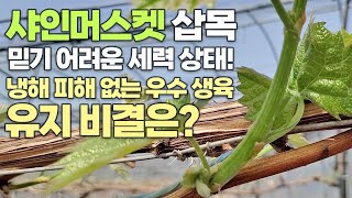 믿기 어려운 샤인머스켓 삽목 세력!! 냉해 피해 없는 우수 생육 상태 비결은?