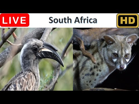 African Birds & Wildlife
