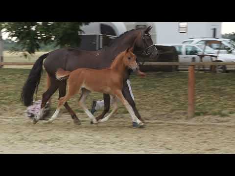 Auktionsfohlen Nr 35 HF v. Dallmayr – Constantin