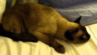 Tonkinese Coughing