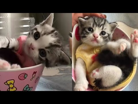 The Tiny Cats That Are At Risk, MEET - Teacup Cats