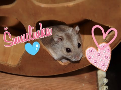 Mám nového mazlíka!