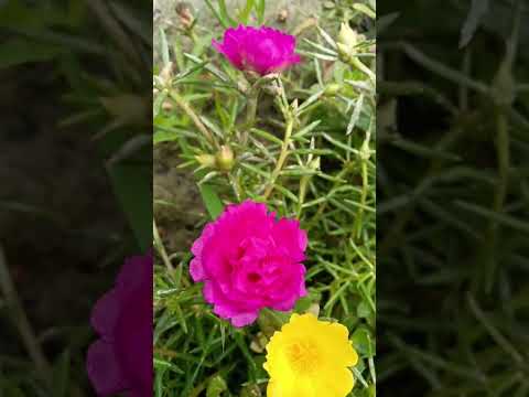 Pratima flower 🌻🌹🥀🌹💐🌹 short video #viral #short viral#viral  video