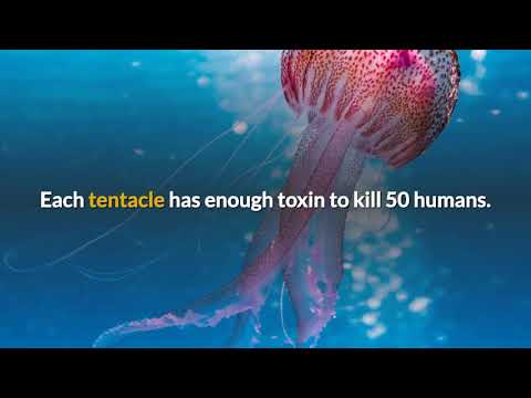 Top 5 Most Deadly Animals in the World
