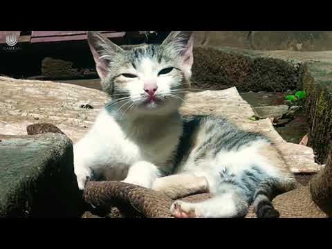 Ayyappanum Koshiyum | Lunayum Chakkiyum | spoof version | glamium media works | Gold coin motion