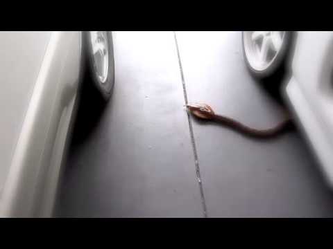 Eztec King Cobra Remote Control Snake