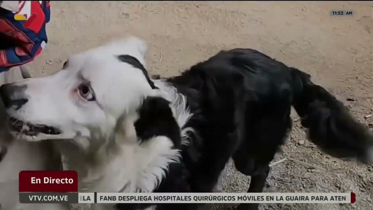 Perro Tsunami y su entrenador han rescatado 12 personas tras el terremoto del 24 de junio