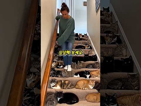 계단에 아기 고양이들이 잔뜩 있어요❤️#shorts