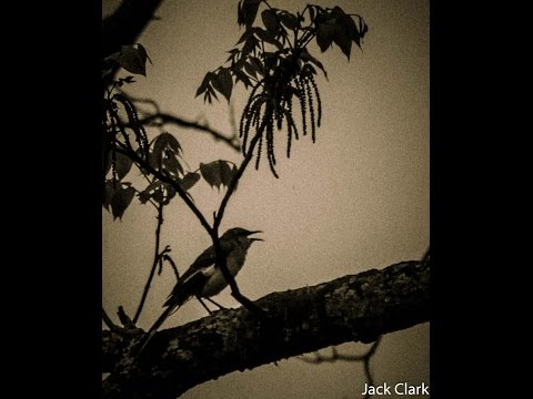 The Mockingbird:  State Bird of Mississippi